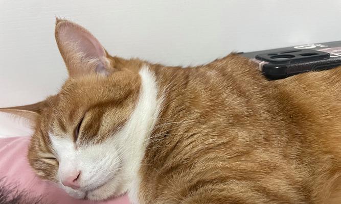小猫老瞌睡，是健康问题还是天性（探讨小猫的睡眠习惯和身体状况）