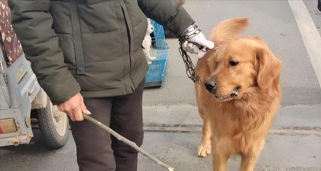 狗狗被打后会有哪些反应？