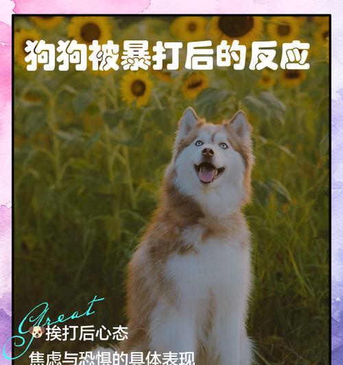 狗狗被打后会有哪些反应? 狗狗被打后会有哪些反应?