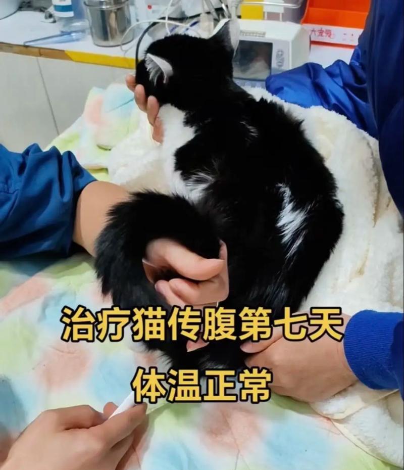 如何正确测量宠物猫的体温（猫咪体温查测详解）