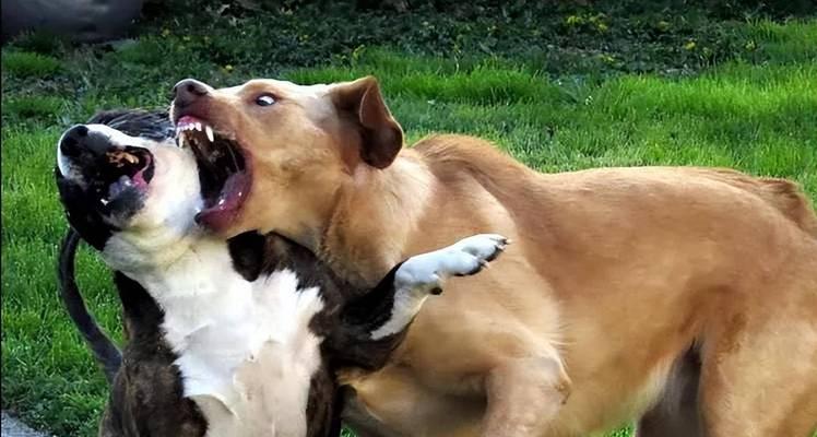 以犬打20的行为原理（探讨犬的攻击本能及如何避免以犬打20）