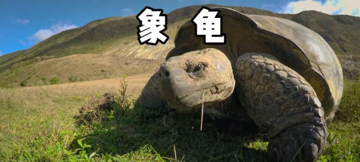 世界上最大的乌龟——静待潜龟