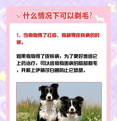 在给狗狗剪毛时应该使用哪些话术？