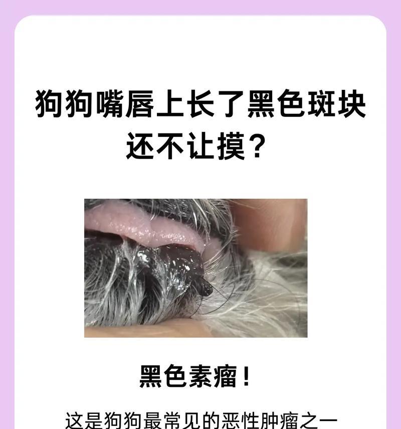 狗狗鼻子的黑色有什么好处(探秘狗狗黑鼻子的奥秘) 狗狗鼻子的黑色有什么好处(探秘狗狗黑鼻子的奥秘)