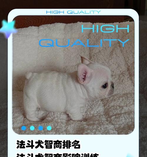 法老王猎犬的智商水平如何(探究这种犬种的聪明才智与训练技巧) 法老王猎犬的智商水平如何(探究这种犬种的聪明才智与训练技巧)