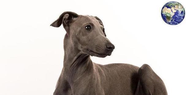 格力犬巅峰女孩儿(以宠物为主) 格力犬巅峰女孩儿(以宠物为主)