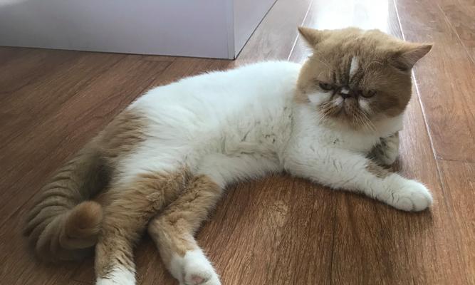 如何正确测量猫咪的体温(猫咪体温低的原因及应对方法) 如何正确测量猫咪的体温(猫咪体温低的原因及应对方法)
