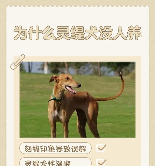 南宫犬业(探索格力犬的性格) 南宫犬业(探索格力犬的性格)