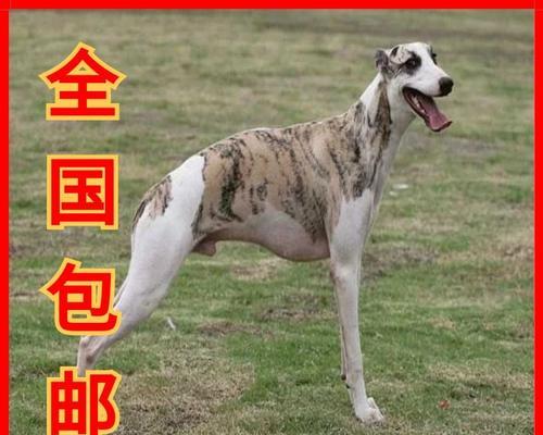 南宫犬业(探索格力犬的性格) 南宫犬业(探索格力犬的性格)