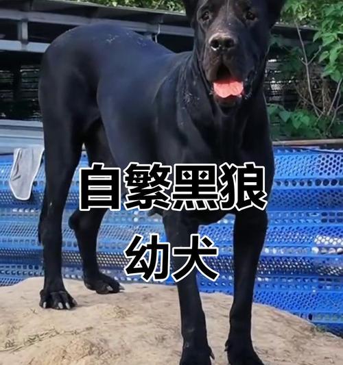 黑狼犬幼犬适合家庭饲养吗？购买成本是多少？