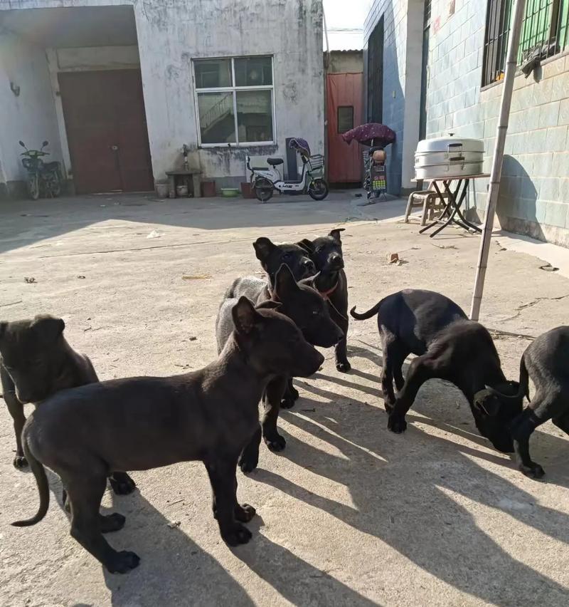 黑狼犬幼犬适合家庭饲养吗？购买成本是多少？