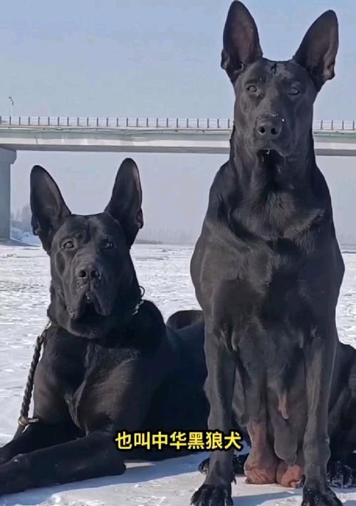 黑狼犬幼犬适合家庭饲养吗？购买成本是多少？