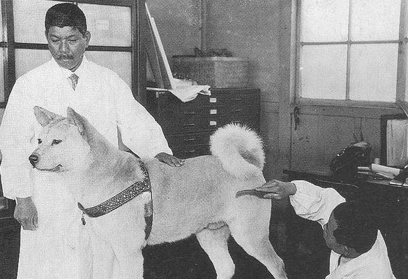 八公，秋田犬的传奇（忠诚）