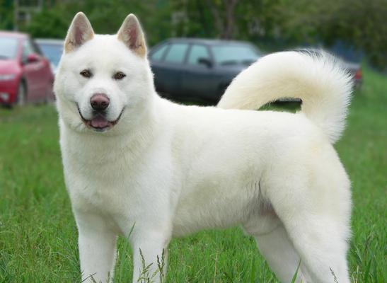 八公，秋田犬的传奇（忠诚）