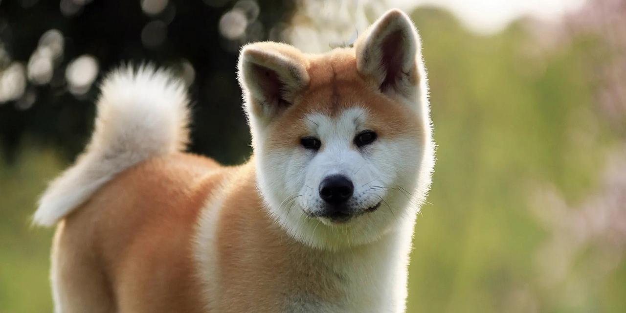 八公，秋田犬的传奇（忠诚）
