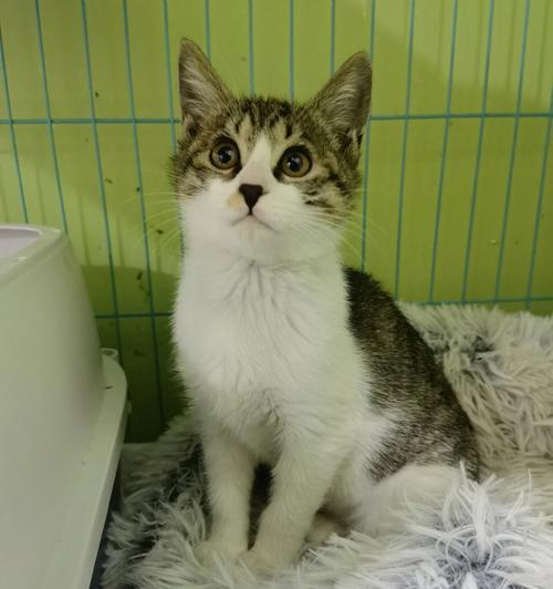 3个月小猫的成长故事(从出生到青春期) 3个月小猫的成长故事(从出生到青春期)