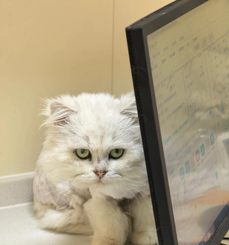 3个月小猫的成长故事(从出生到青春期) 3个月小猫的成长故事(从出生到青春期)