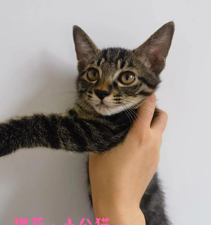 3个月小猫的成长故事(从出生到青春期) 3个月小猫的成长故事(从出生到青春期)