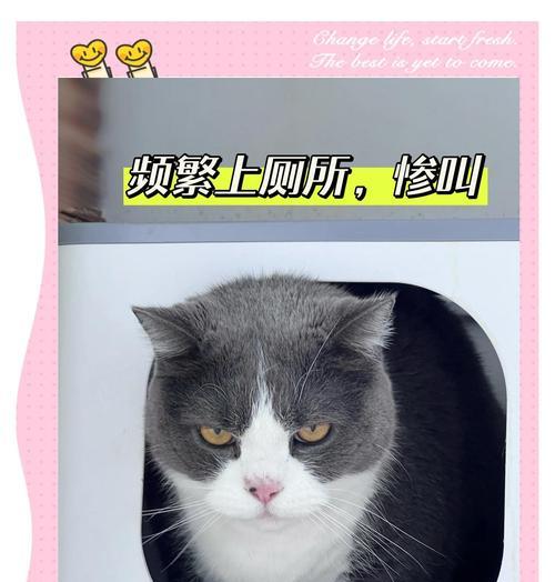 猫咪毛球症的便秘症状（探究便秘引起的原因与治疗方法）