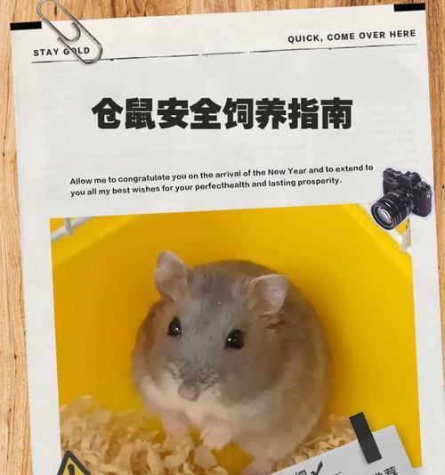购买仓鼠时应该注意什么？如何确保安全？
