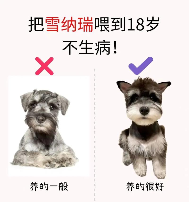 按体重喂养狗狗，健康宠物从此开始（以体重为依据）