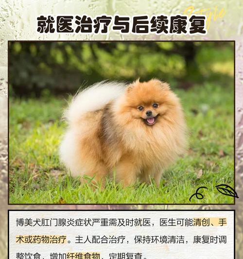 博美犬轻微脱肛的处理方法是什么？如何预防？