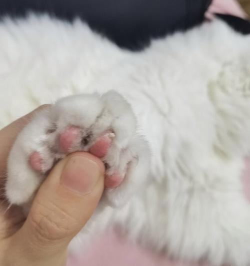 揭秘猫的指甲钙化过程（了解猫爪保健）