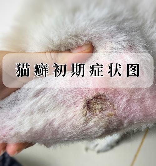 揭秘猫的指甲钙化过程（了解猫爪保健）
