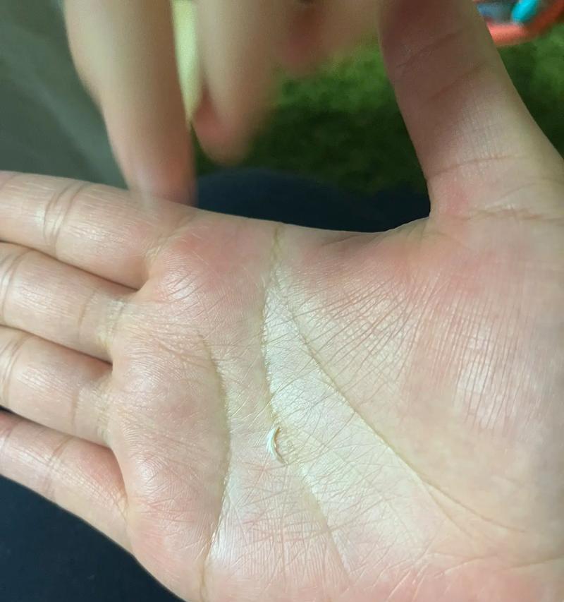 揭秘猫的指甲钙化过程（了解猫爪保健）