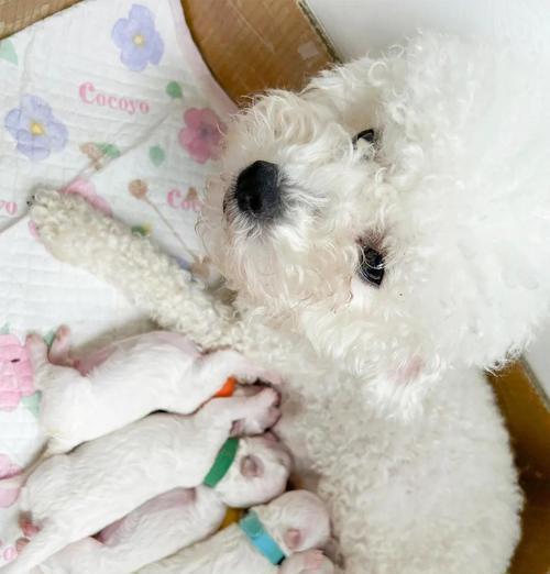 一个半月大的比熊幼犬的食量应该是多少？