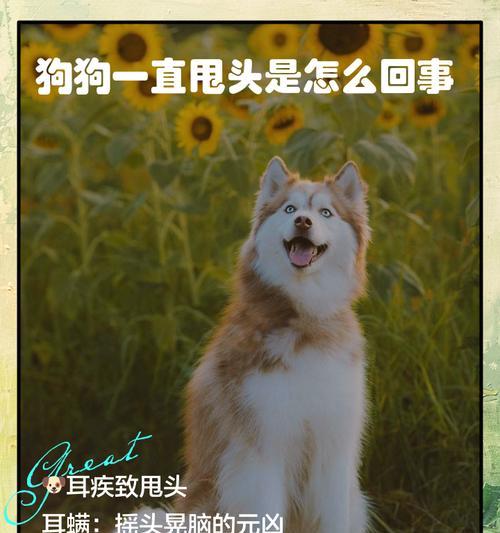 狗狗频繁甩头的原因是什么? 狗狗频繁甩头的原因是什么?