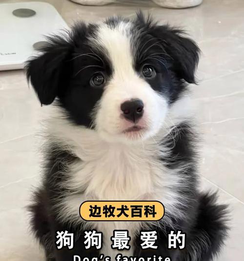宠物也能吃人奶粉（探索适合宠物的营养需求）