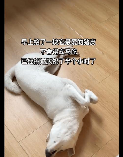 狗狗和人一起吃东西好不好(探究宠物饮食习惯与健康食谱、分享人狗同餐的注意事项和禁忌) 狗狗和人一起吃东西好不好(探究宠物饮食习惯与健康食谱、分享人狗同餐的注意事项和禁忌)