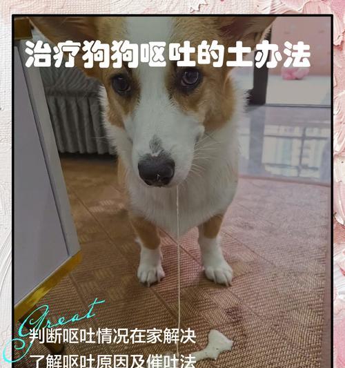宠物狗狗幼崽拉吐怎么办（应对措施）