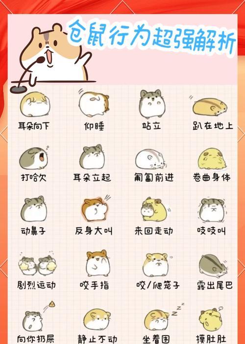 仓鼠群斗如何处理? 仓鼠群斗如何处理?