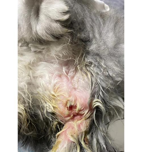 从宠物健康到饲养环境，小猫拉稀的原因、预防及治疗（从宠物健康到饲养环境）