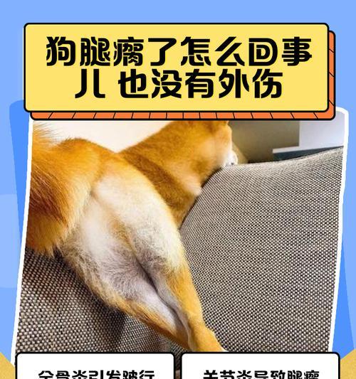 狗狗前腿不着地发抖，怎么办（从宠物健康）