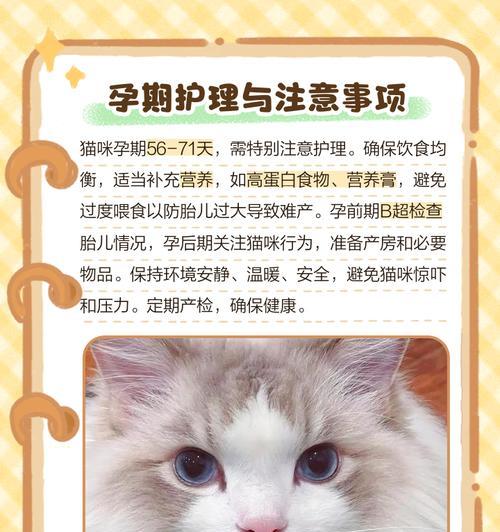 小猫怀孕期间需要注意什么?有哪些护理要点? 小猫怀孕期间需要注意什么?有哪些护理要点?