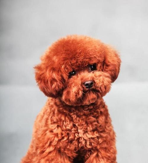 狗能看出什么颜色（探究宠物犬的视觉世界）