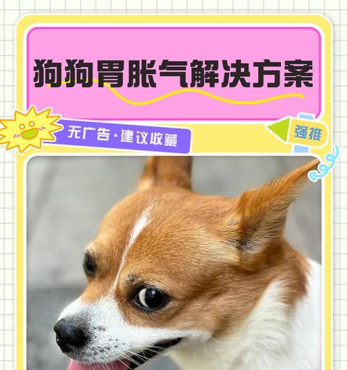 如何帮助大丹犬解决耳朵不力问题（以宠物为主）