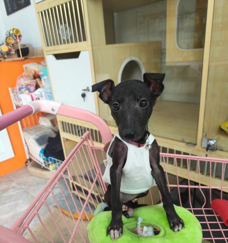 格力犬为什么不认主人（探究格力犬行为的原因和解决方法）