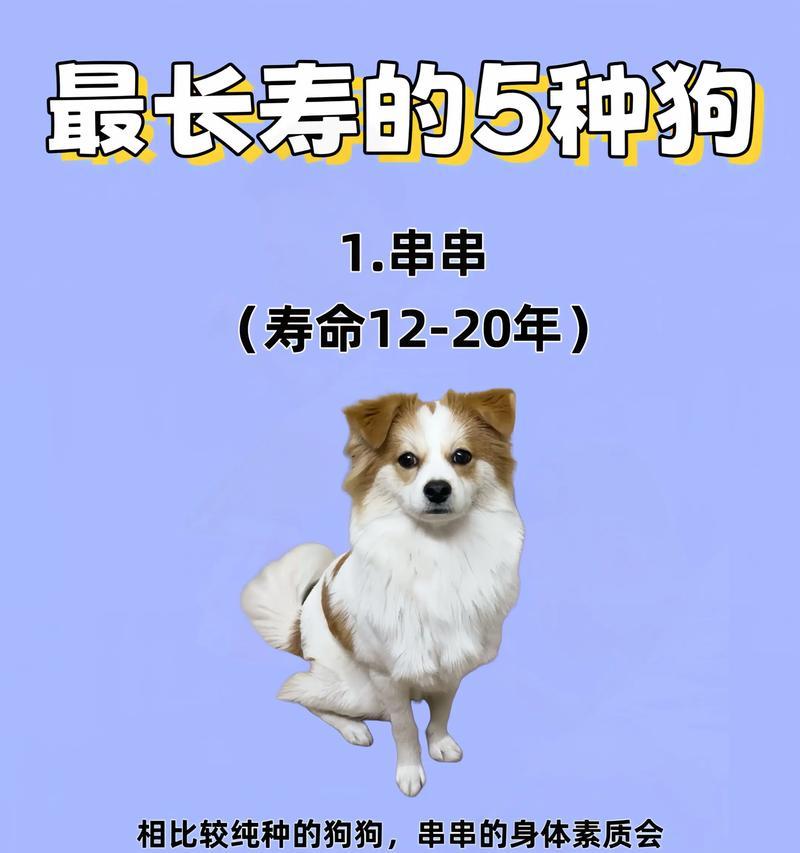 京巴狗的寿命（探究京巴狗的平均寿命及延长寿命的方法）