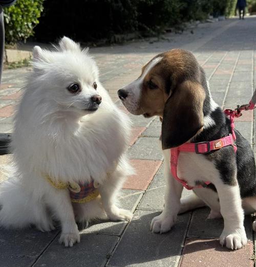 一人养两犬，你会做到吗（男子养宠物）