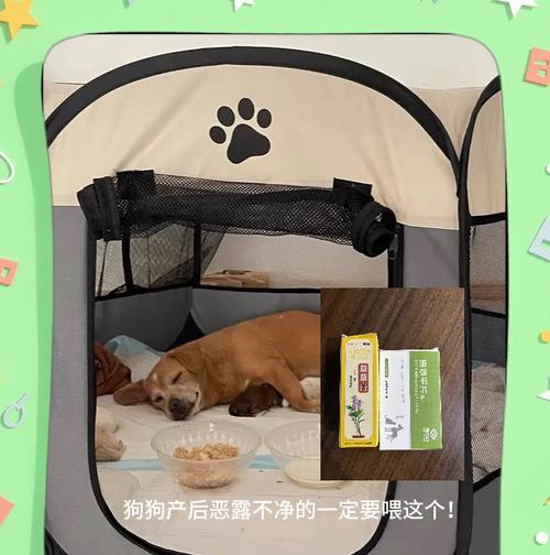 如何用冰袋给狗狗退烧(宠物也需要及时救治) 如何用冰袋给狗狗退烧(宠物也需要及时救治)