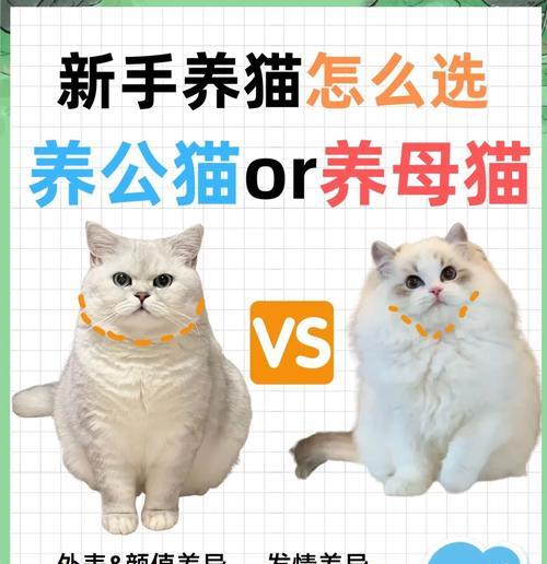 小母猫比公猫大几岁?如何处理年龄差异? 小母猫比公猫大几岁?如何处理年龄差异?