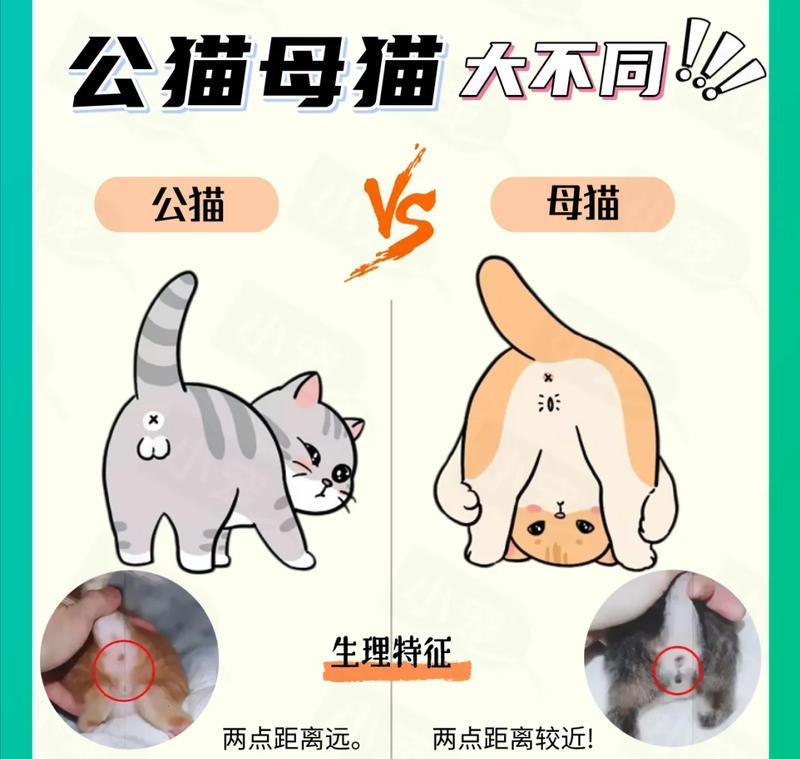 小母猫比公猫大几岁?如何处理年龄差异? 小母猫比公猫大几岁?如何处理年龄差异?