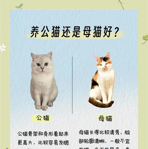 小母猫比公猫大几岁?如何处理年龄差异? 小母猫比公猫大几岁?如何处理年龄差异?