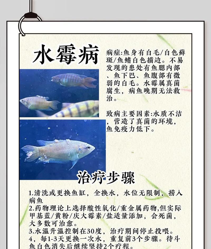 观赏鱼出现生鱼征兆是什么？如何预防和处理？