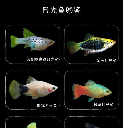 小型观赏鱼背部观赏品种推荐？
