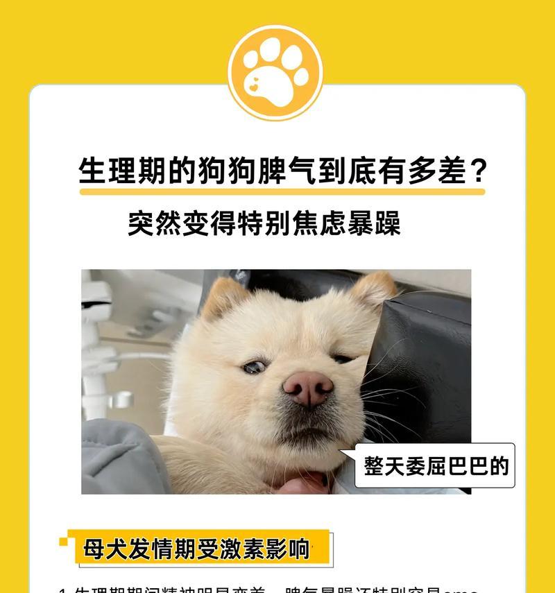 狗狗焦虑紧张的原因是什么？